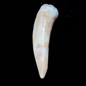 Genuine Cretaceous Age Enchodus Fossil Fish Tooth for Sale from Morocco #12