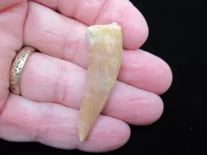 Genuine Cretaceous Age Enchodus Fossil Fish Tooth for Sale from Morocco #14b