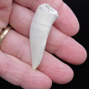 Genuine Cretaceous Age Enchodus Fossil Fish Tooth for Sale from Morocco #1b