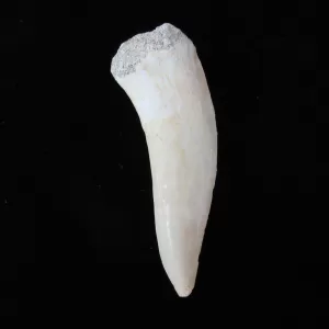 Genuine Cretaceous Age Enchodus Fossil Fish Tooth for Sale from Morocco #2