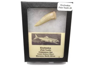 Genuine Cretaceous Age Enchodus Fossil Fish Tooth for Sale from Morocco #20c