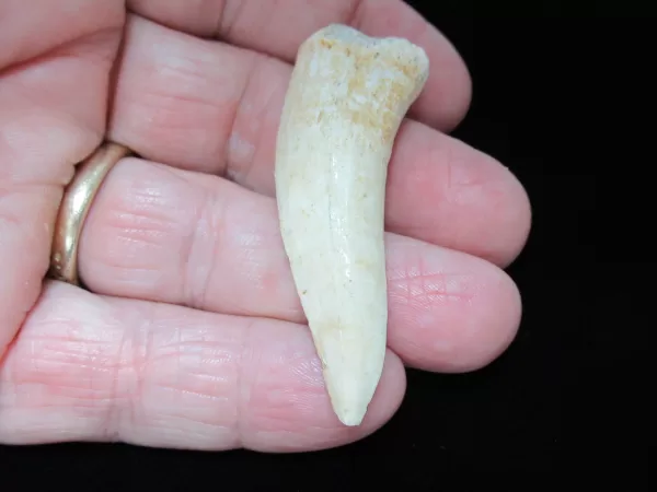 Genuine Cretaceous Age Enchodus Fossil Fish Tooth for Sale from Morocco #2b