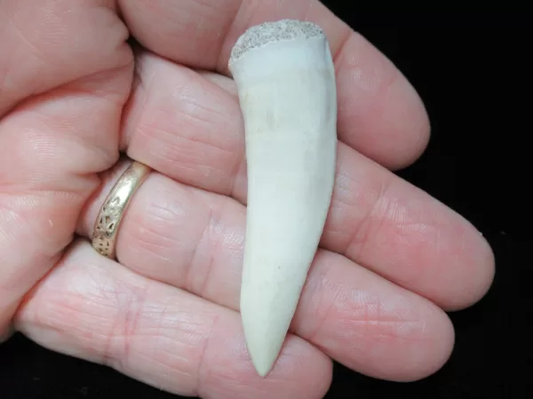 Genuine Cretaceous Age Enchodus Fossil Fish Tooth for Sale from Morocco #8b