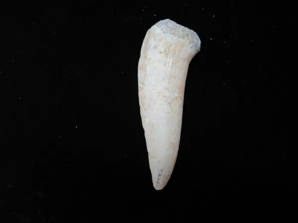 Genuine Cretaceous Age Enchodus Fossil Fish Tooth for Sale from Morocco #9