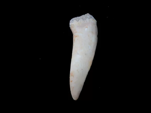 Genuine Cretaceous Age Enchodus Fossil Fish Tooth for Sale from Morocco #9a