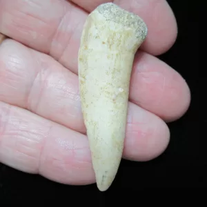 Genuine Cretaceous Age Enchodus Fossil Fish Tooth for Sale from Morocco #9b