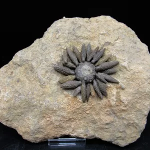 Genuine Jurassic Age Echinocidaris cucumbifera Fossils for Sale from Morocco #1