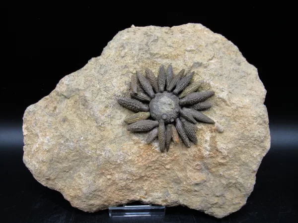 Genuine Jurassic Age Echinocidaris cucumbifera Fossils for Sale from Morocco #1