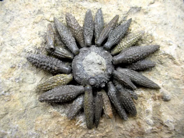 Genuine Jurassic Age Echinocidaris cucumbifera Fossils for Sale from Morocco #1a