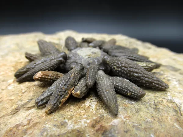 Genuine Jurassic Age Echinocidaris cucumbifera Fossils for Sale from Morocco #1c