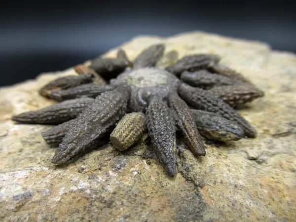 Genuine Jurassic Age Echinocidaris cucumbifera Fossils for Sale from Morocco #1d