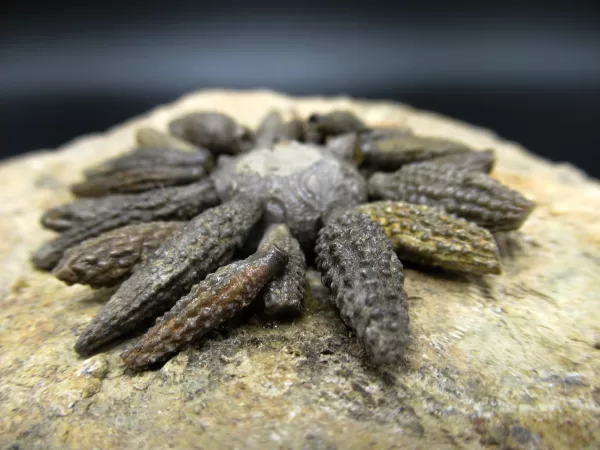 Genuine Jurassic Age Echinocidaris cucumbifera Fossils for Sale from Morocco #1e