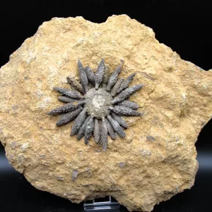 Genuine Jurassic Age Robulocidaris rebouli Fossils for Sale from Morocco #1