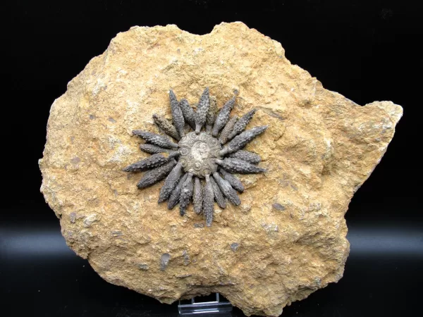 Genuine Jurassic Age Robulocidaris rebouli Fossils for Sale from Morocco #1