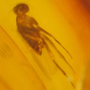 Genuine Baltic Amber with Insect for Sale #144