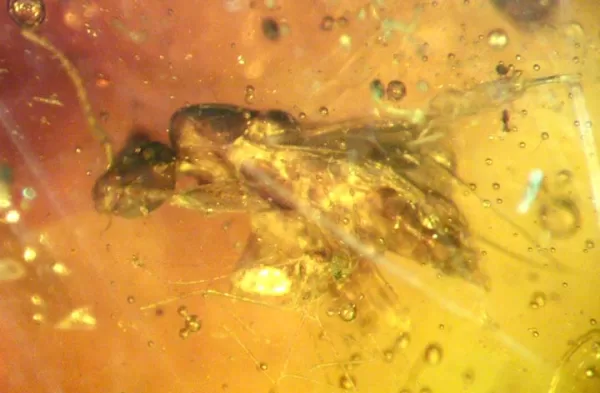 Genuine Baltic Amber with Insect for Sale #19