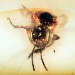 Genuine Baltic Amber with Insect for Sale #20