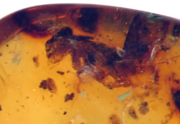 Genuine Baltic Amber with Insect for Sale #28