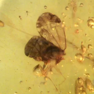 Genuine Baltic Amber with Insect for Sale #43