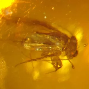 Genuine Baltic Amber with Insect for Sale #64