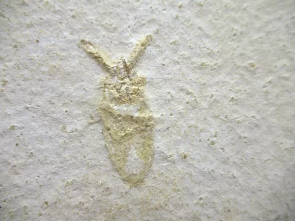 Jurassic Solnhofen Insect #28 - Image 2