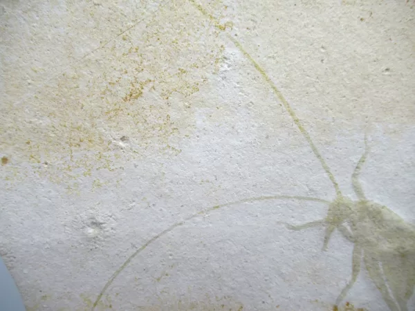 Jurassic Solnhofen Insect #29 - Image 3