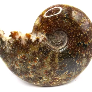 Genuine Cretaceous Age Cleoniceras Ammonite Fossils for Sale from Madagascar #1