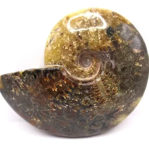 Genuine Cretaceous Age Cleoniceras Ammonite Fossils for Sale from Madagascar #11