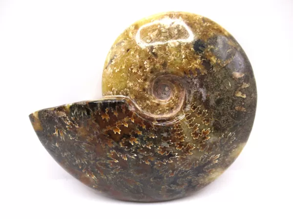 Genuine Cretaceous Age Cleoniceras Ammonite Fossils for Sale from Madagascar #11