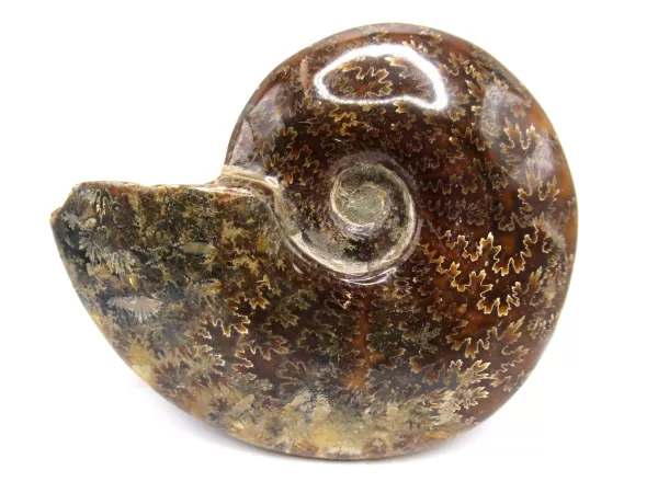 Genuine Cretaceous Age Cleoniceras Ammonite Fossils for Sale from Madagascar #13