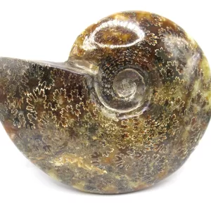 Genuine Cretaceous Age Cleoniceras Ammonite Fossils for Sale from Madagascar #20