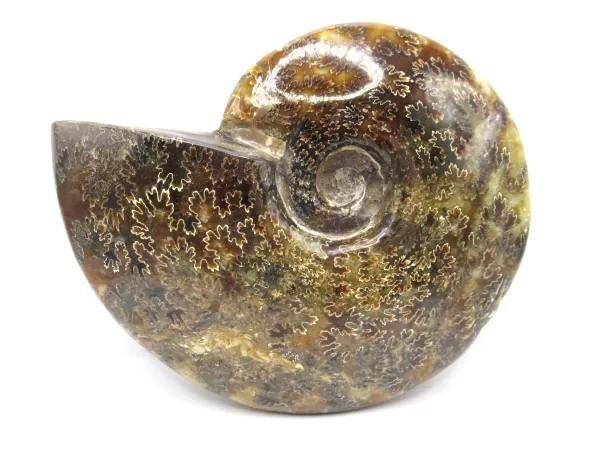 Genuine Cretaceous Age Cleoniceras Ammonite Fossils for Sale from Madagascar #20