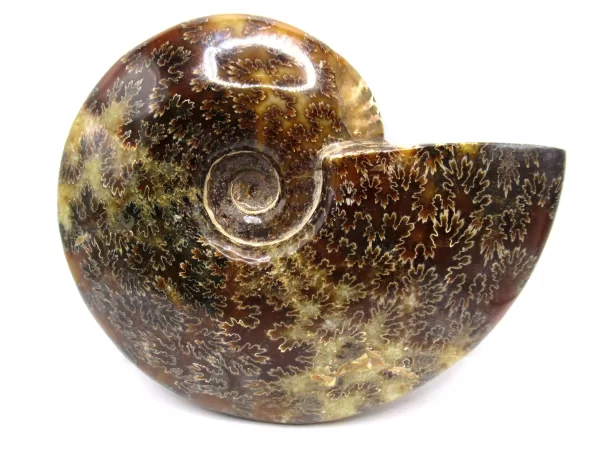 Genuine Cretaceous Age Cleoniceras Ammonite Fossils for Sale from Madagascar #20a