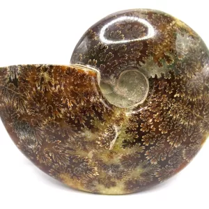 Genuine Cretaceous Age Cleoniceras Ammonite Fossils for Sale from Madagascar #22