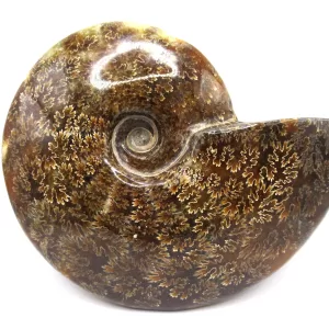 Genuine Cretaceous Age Cleoniceras Ammonite Fossils for Sale from Madagascar #24