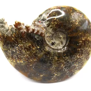 Genuine Cretaceous Age Cleoniceras Ammonite Fossils for Sale from Madagascar #3