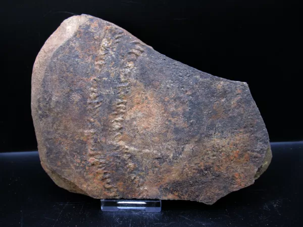 Genuine Cruziana Trilobite Tracks Fossils for Sale from Morocco North Africa #36