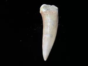 Genuine Cretaceous Age Enchodus Fossil Fish Tooth for Sale from Morocco #11