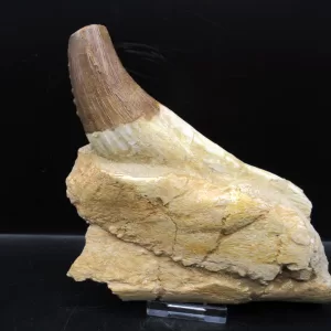 Genuine Basilosaurus Whale Jaw Section Fossils for Sale from Morocco #1