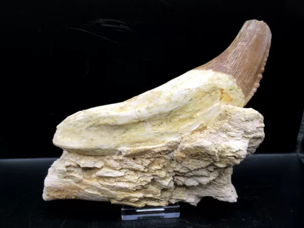 Genuine Basilosaurus Whale Jaw Section Fossils for Sale from Morocco #1d