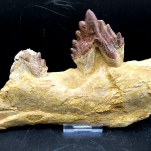 Genuine Basilosaurus Whale Jaw Section Fossils for Sale from Morocco #2