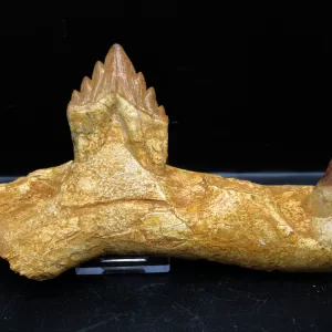 Genuine Basilosaurus Whale Jaw Section Fossils for Sale from Morocco #3