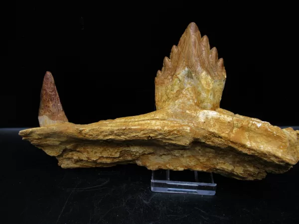 Genuine Basilosaurus Whale Jaw Section Fossils for Sale from Morocco #3d