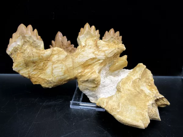 Genuine Basilosaurus Whale Jaw Section Fossils for Sale from Morocco #5