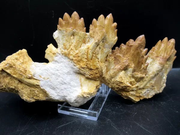 Genuine Basilosaurus Whale Jaw Section Fossils for Sale from Morocco #5d