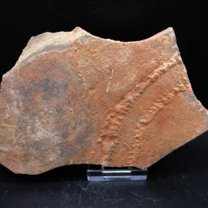 Genuine Cruziana Trilobite Tracks Fossils for Sale from Morocco North Africa #29