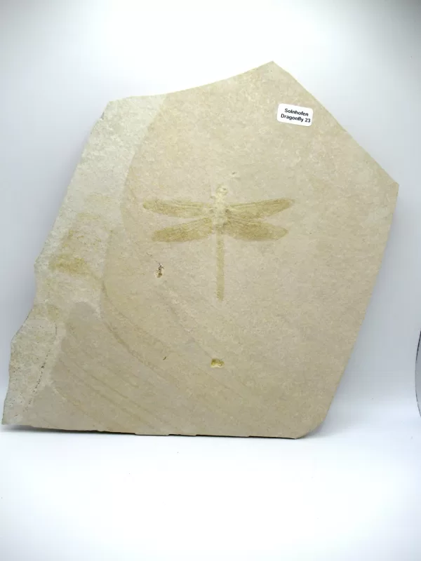 Genuine Jurassic Age Solnhofen Dragonfly for Sale from Germany #23