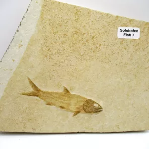 Genuine Jurassic Age Solnhofen Fish for Sale from Germany #7