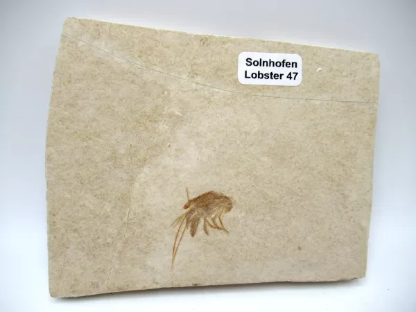 Genuine Jurassic Age Solnhofen Lobster for Sale from Germany #47