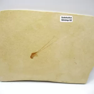 Genuine Jurassic Age Solnhofen Shrimp for Sale from Germany #62